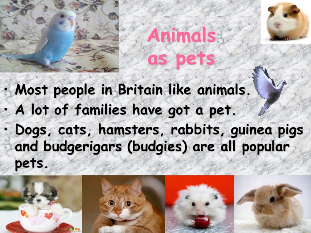 Animals as pets Most people in Britain like animals. A lot of families have